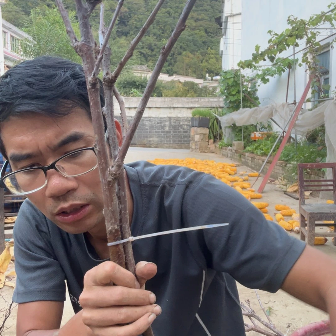 当前无花栽培后可以开花239