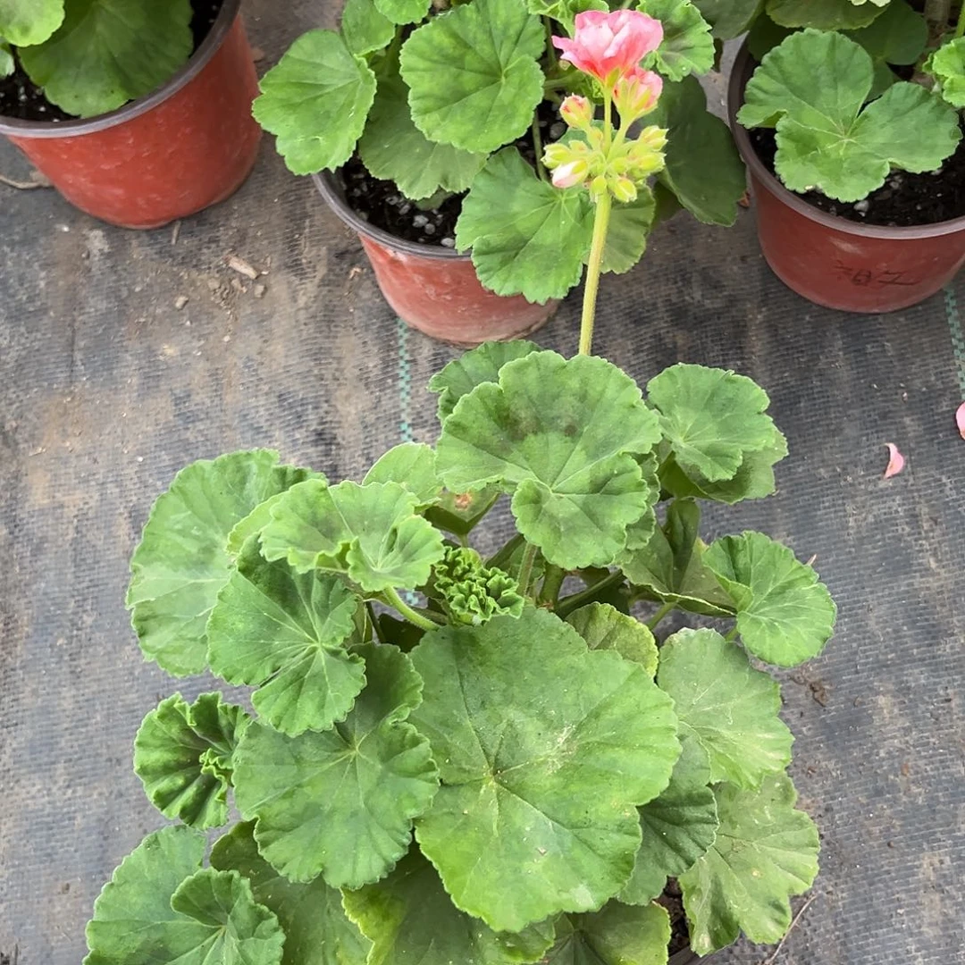 完全开放祖父1111