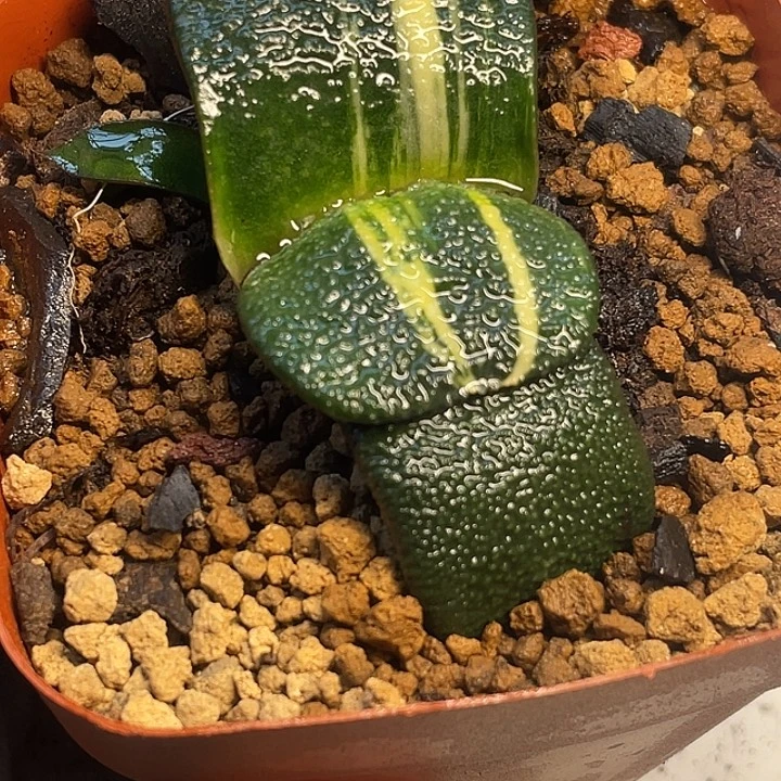 卧牛锦一物一拍福利4号