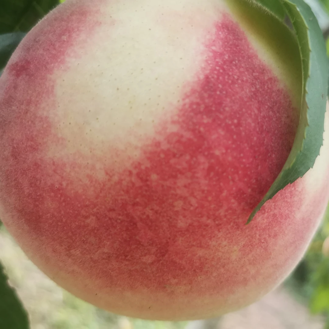 河北深州水蜜桃新鲜现摘鲜甜多汁脆桃应季水果软硬两吃深州蜜桃