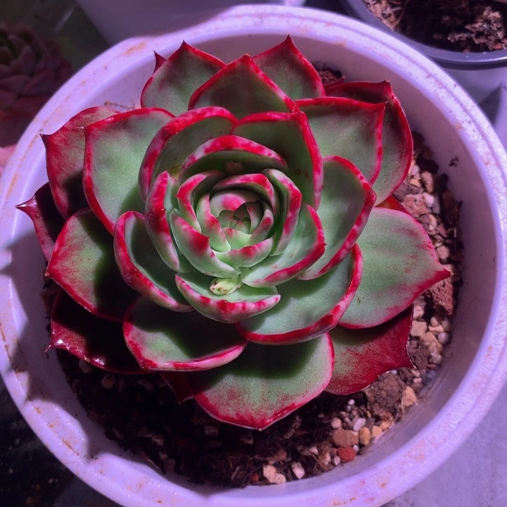 锦鸿仙子，一物一拍