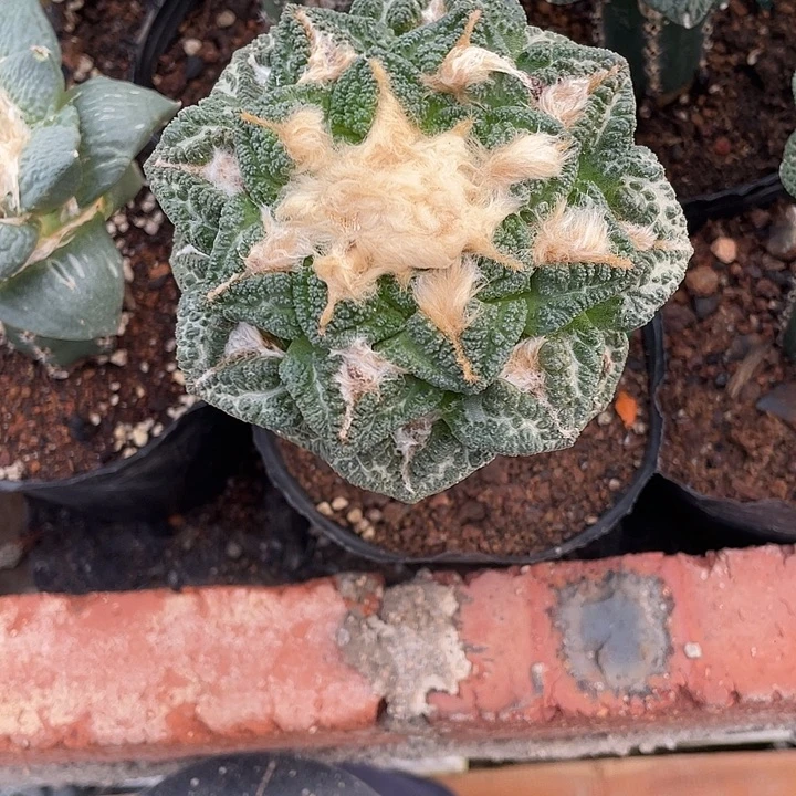 嫁接龟甲牡丹福利福利