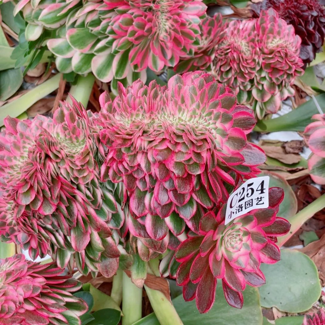 254号荔枝缀化无根发货