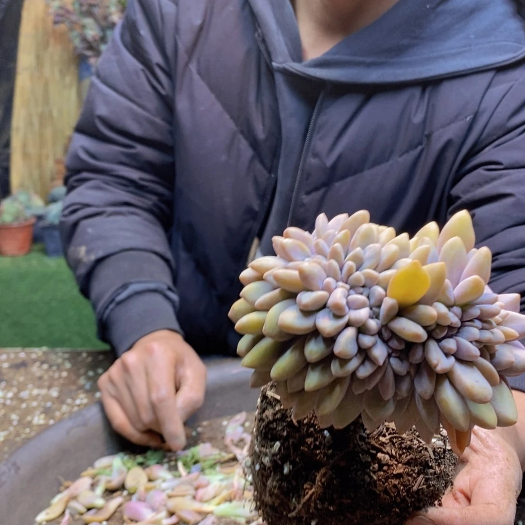 一*E74号号淡雪缀化多肉