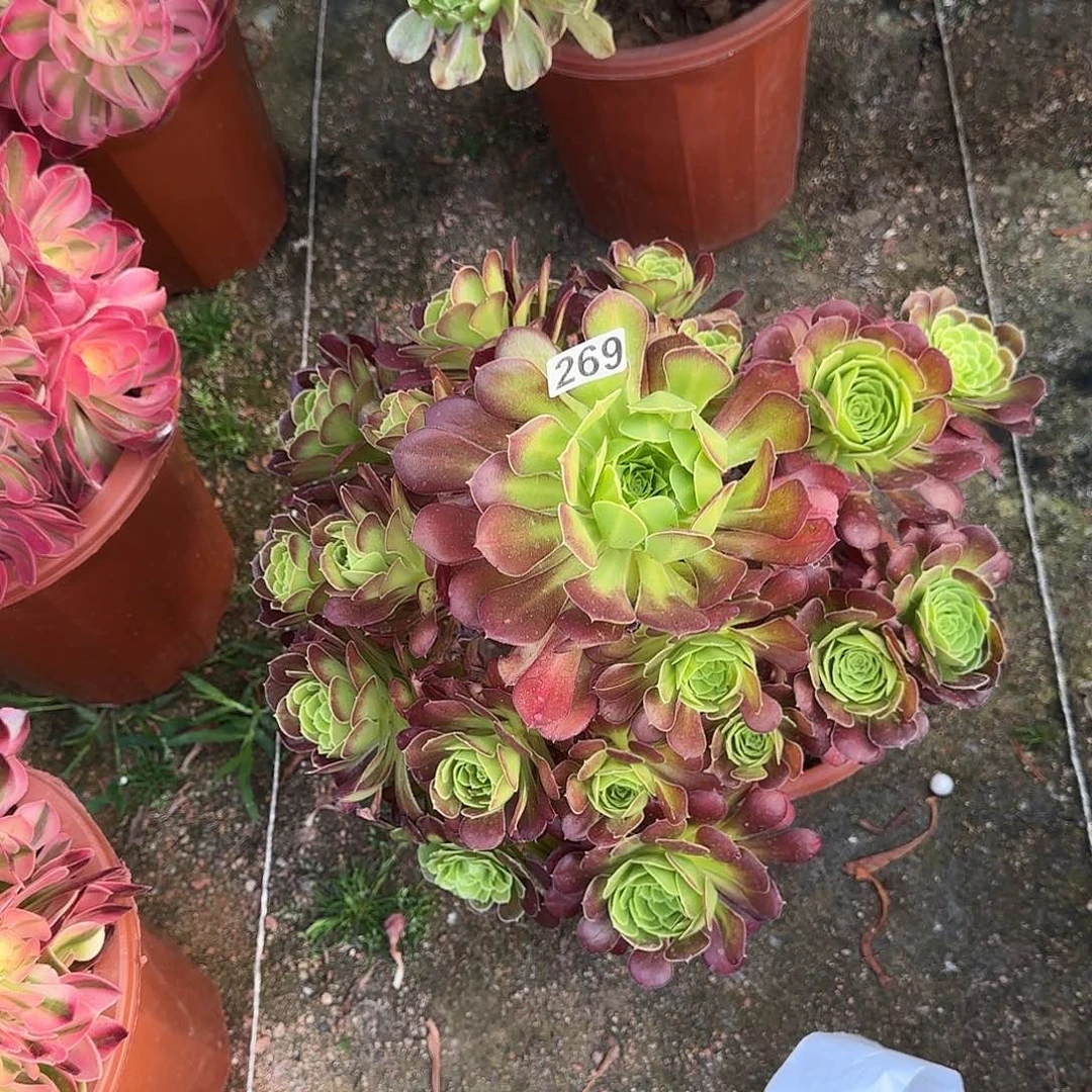 多肉植物冰铜绿体