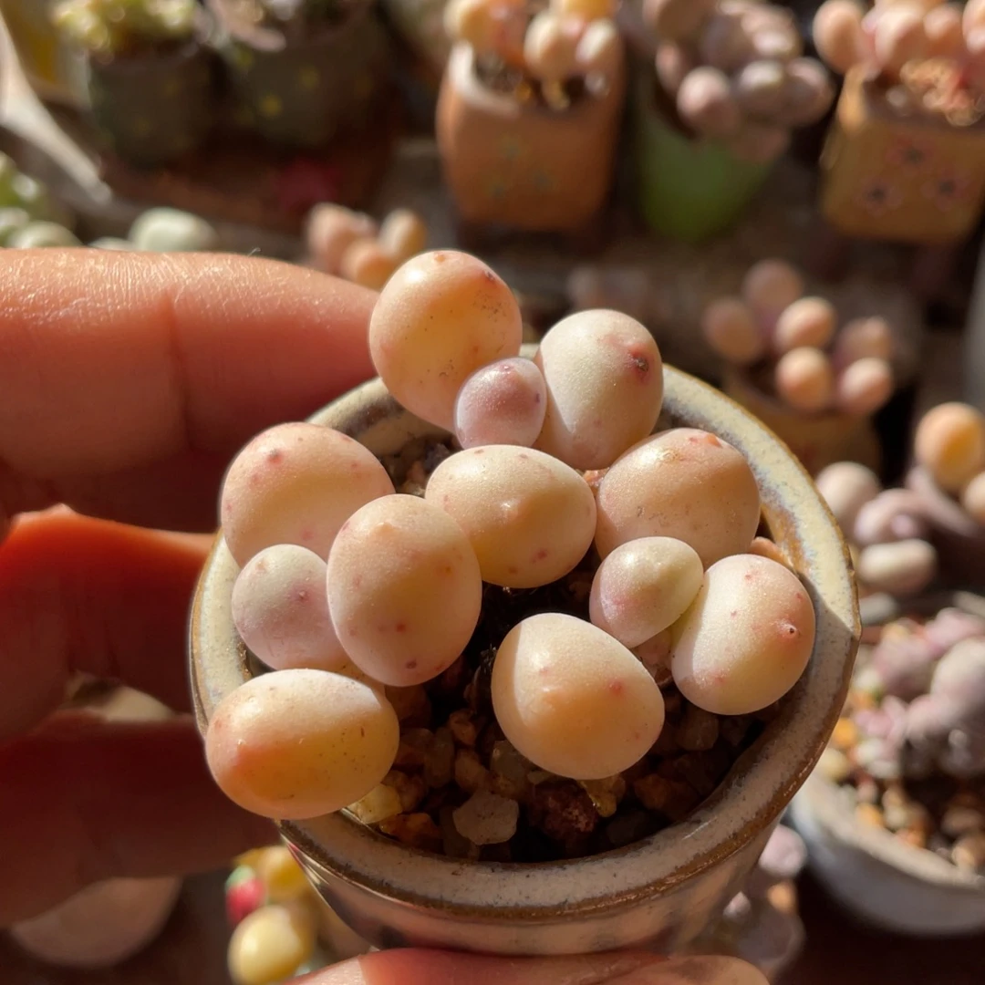 韩国精品蛋黄奶三颗