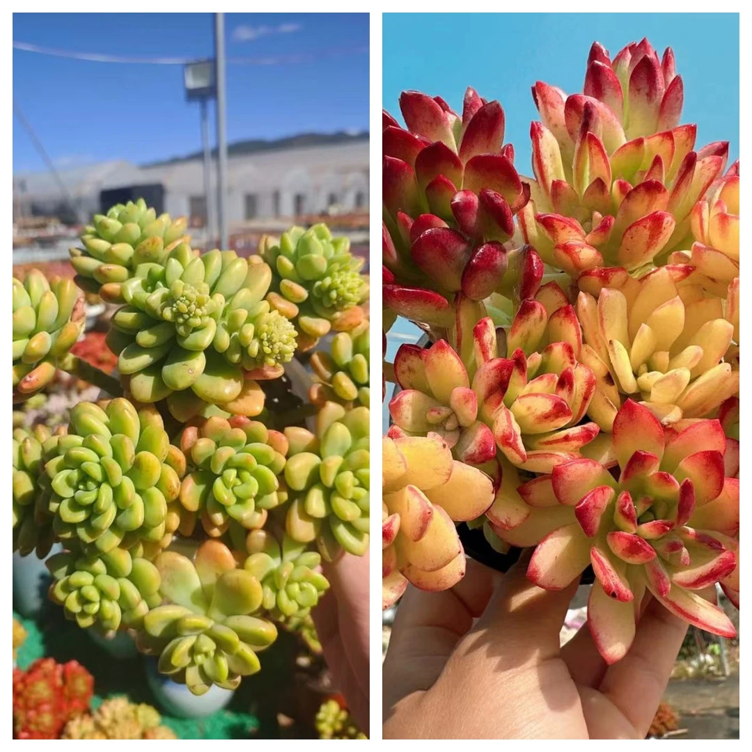 X香格里拉锦+小叮当拍一发二 多肉植物 带盆带土好养耐活