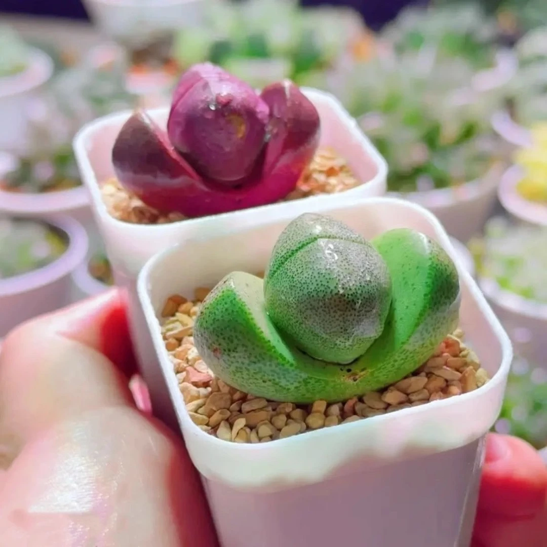 元宝绿帝玉生石花多肉植物盆栽新手好养番杏科肉肉易养月亮石多肉