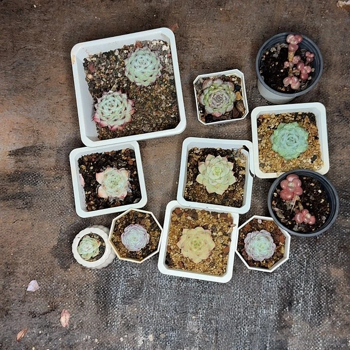 萍***2萍姐一堆小美肉发货