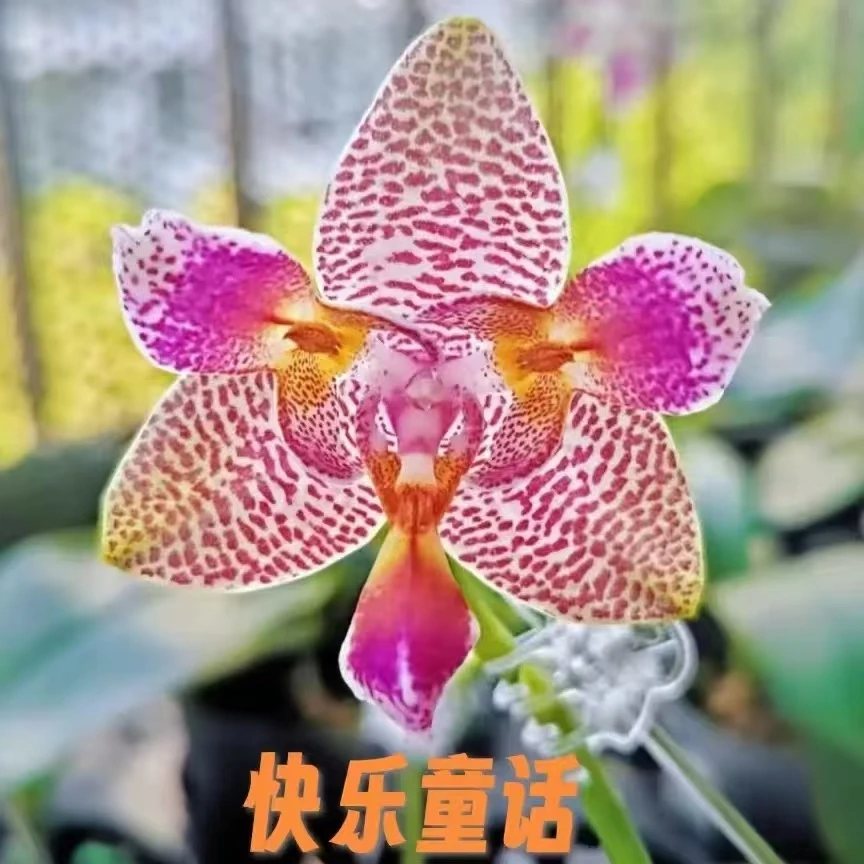 珍奇品种 原生种 浓香型【快乐童话】蝴蝶兰三唇瓣带花苞1个花剑