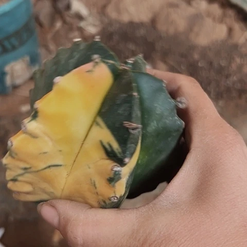 2500只有木心无根的仙人球