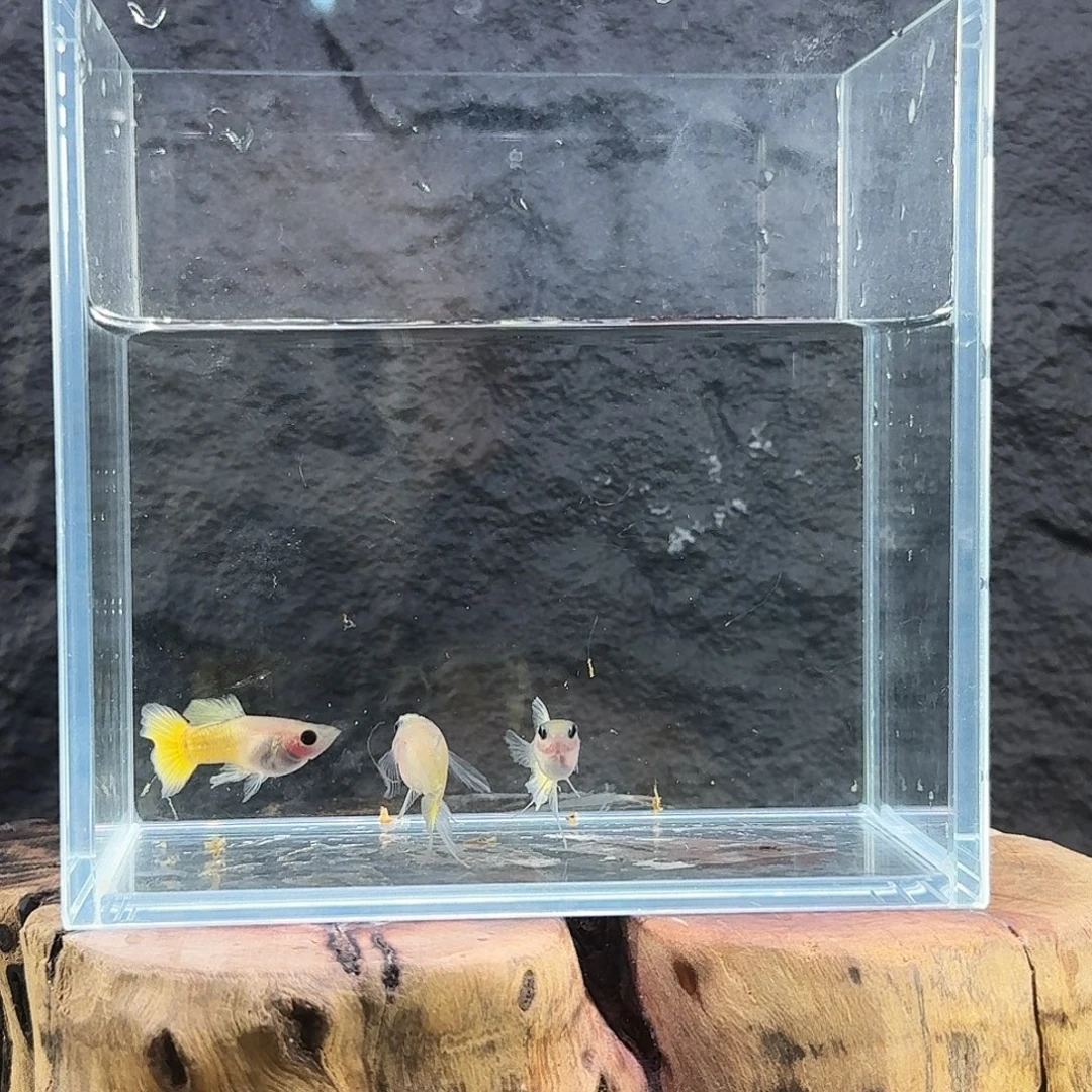 孔雀鱼黄金c333333333