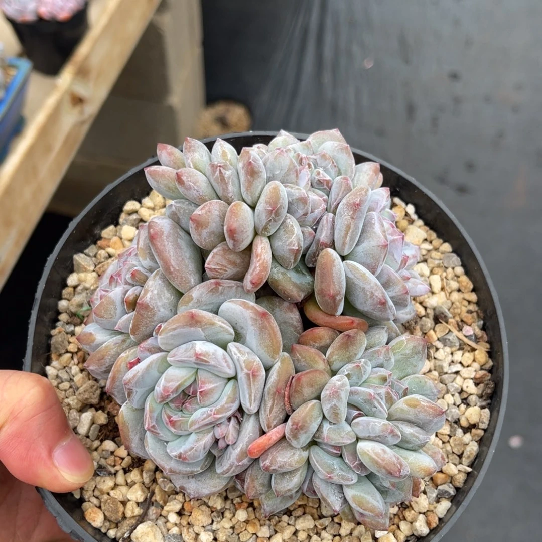 一物一拍不支持退换