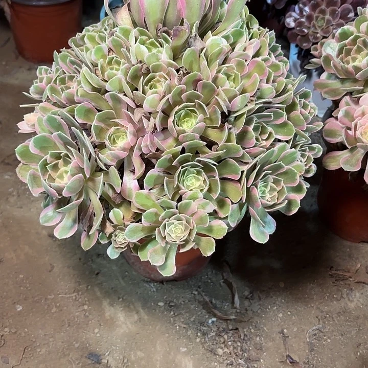 多肉植物粉女郎40