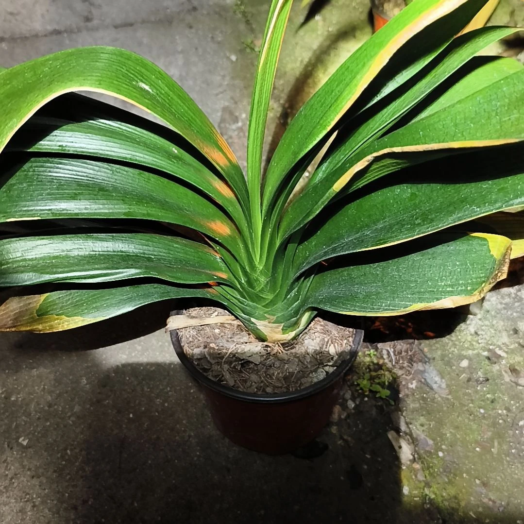 安***儿当前无花栽培后可以开花盲盒大苗一颗残叶特惠