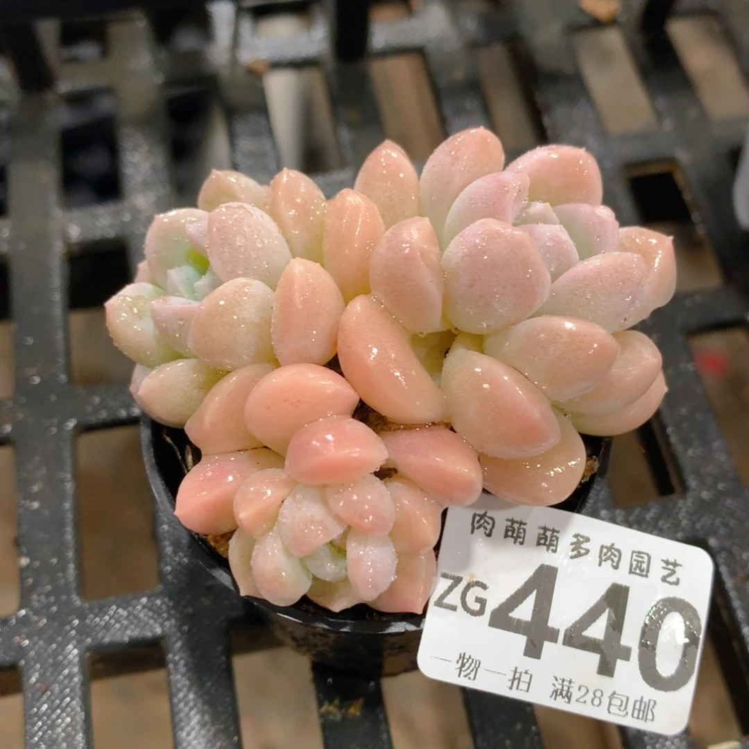 肉萌萌拇指盆精控多肉ZG440