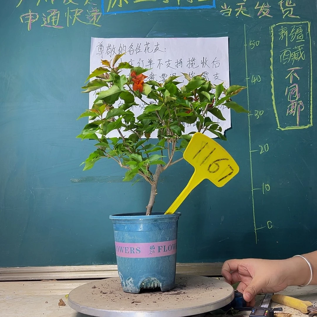 当前无花栽培后可以开花热火桑巴1167