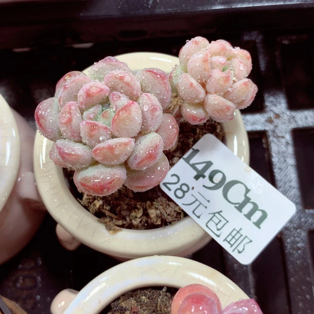 5厘米盆精控多肉149