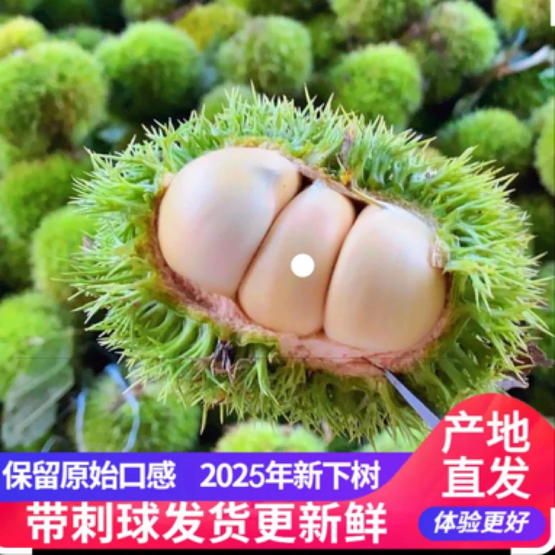【刺球顺丰包邮】2025新货河南信阳当季新鲜白壳生嫩板栗嫩板栗新鲜