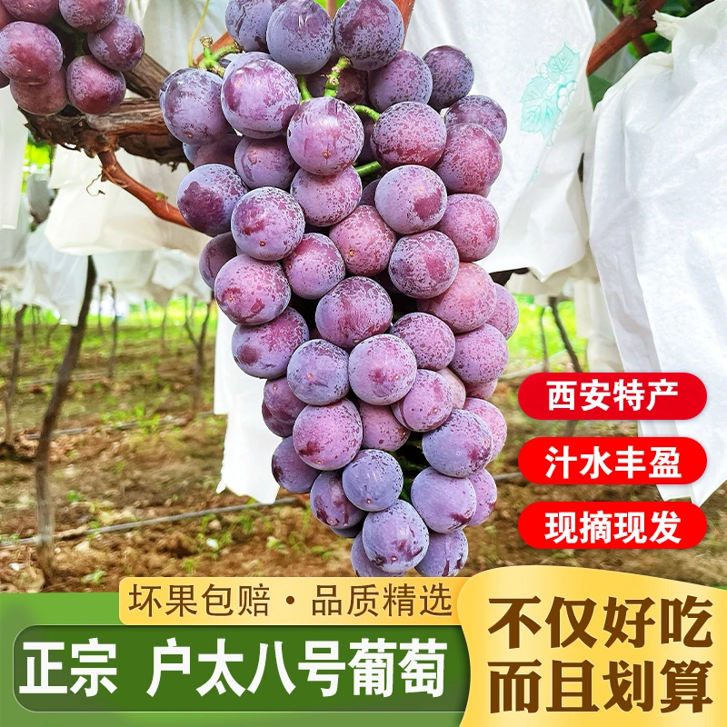 【次日达】陕西特产正宗户太八号葡萄新鲜生鲜水果整箱冷链运输