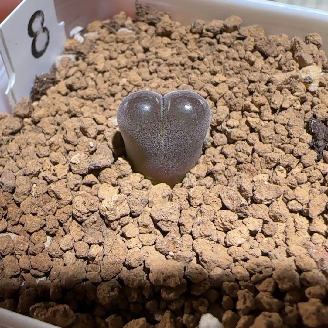 肉锥多肉植物百科-10km风铃1219