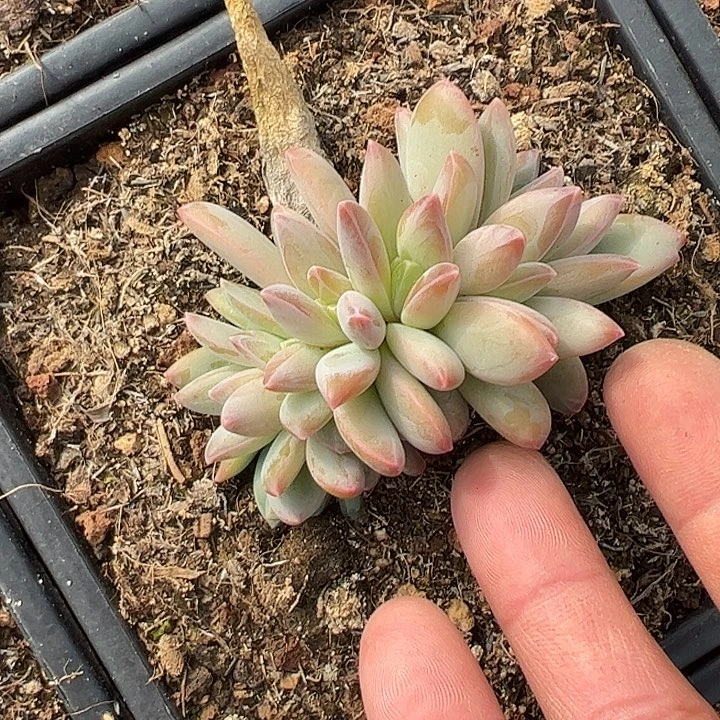 莱万特一字马朵朵