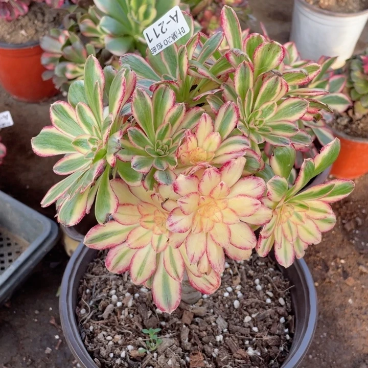 211微锦多肉123446789