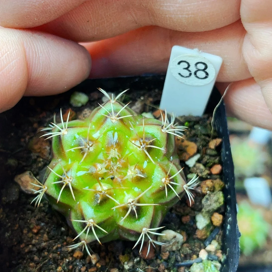 用****3非偏远地区满25包邮仙人球