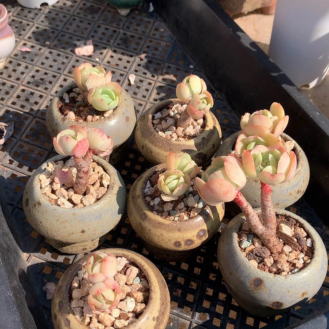 控养鸡蛋碧桃七棵