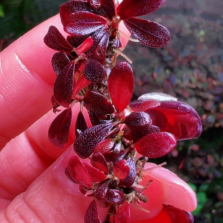 福利19号福利价植物一头