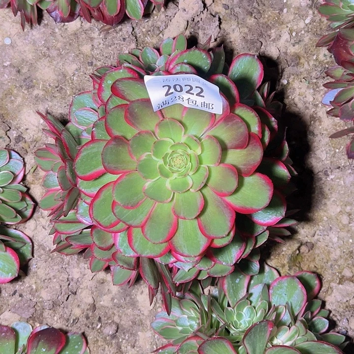 Q***空2022粉花妖多肉植物