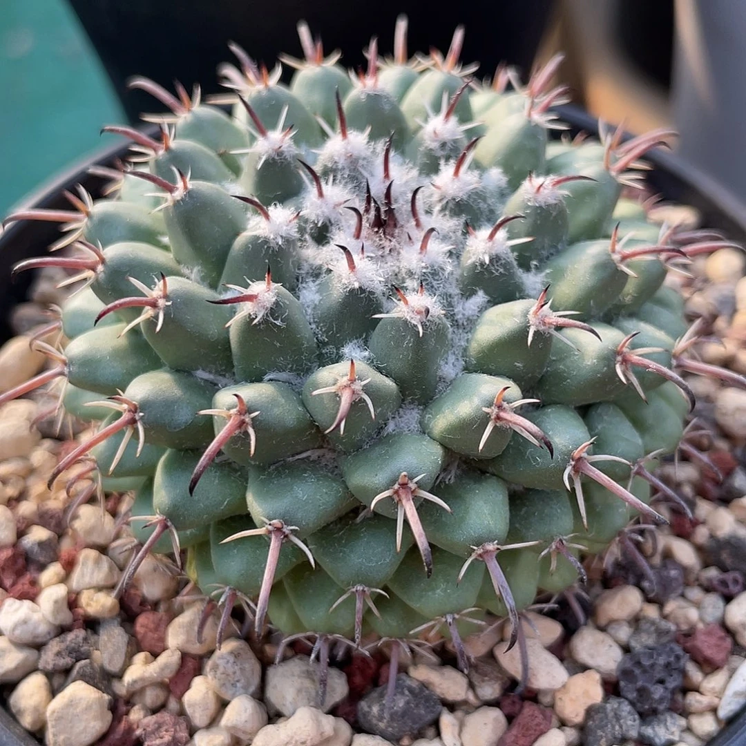 仙人球乳突属金刚石6.4厘米