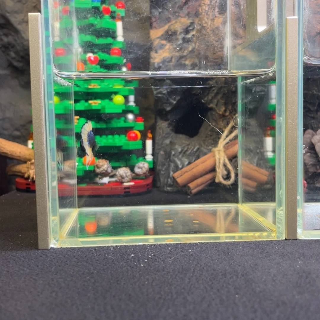 斗鱼十二月二十七日竞价