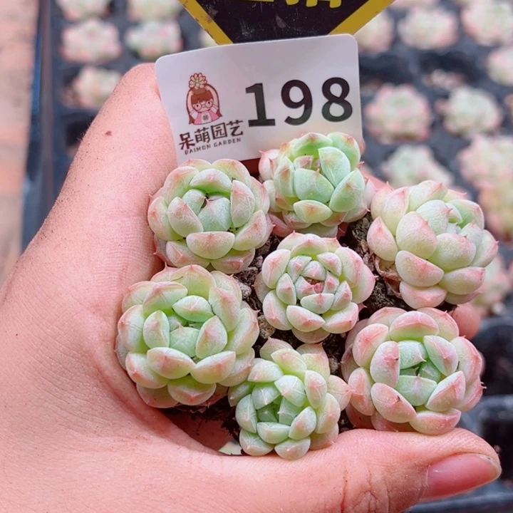 多肉植物多肉植物