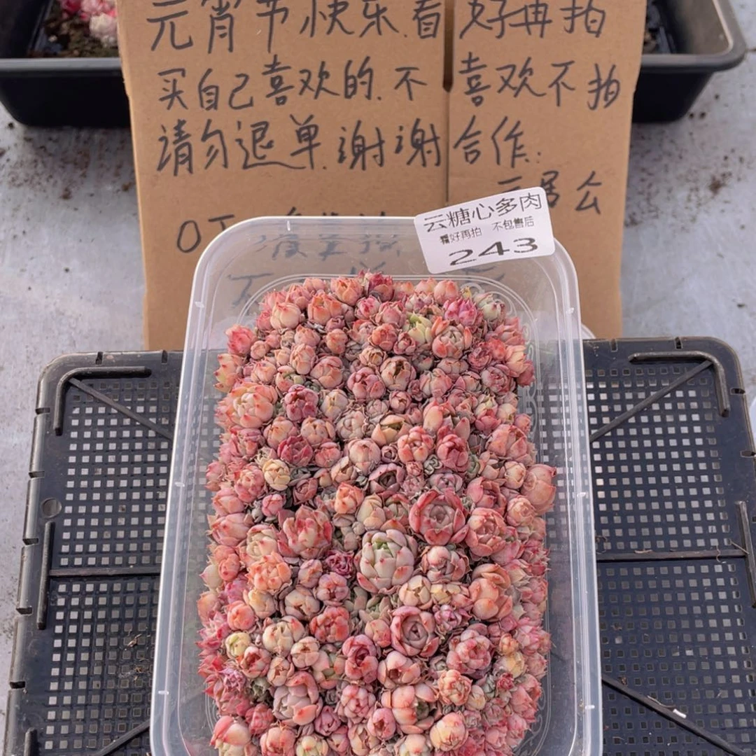 云糖心多肉植物243