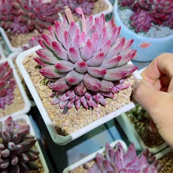 精品多肉植物老桩