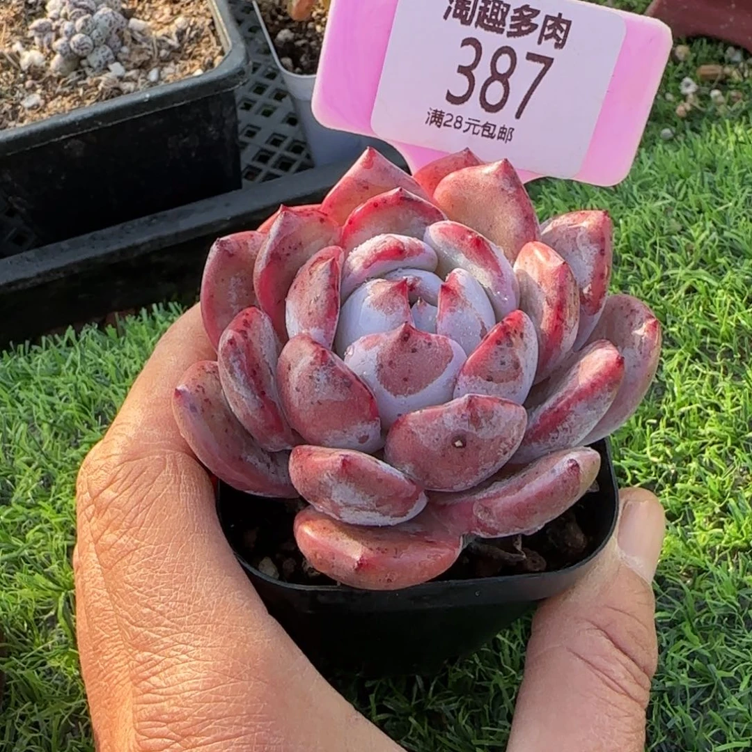 多肉植物沉默路杂黑城