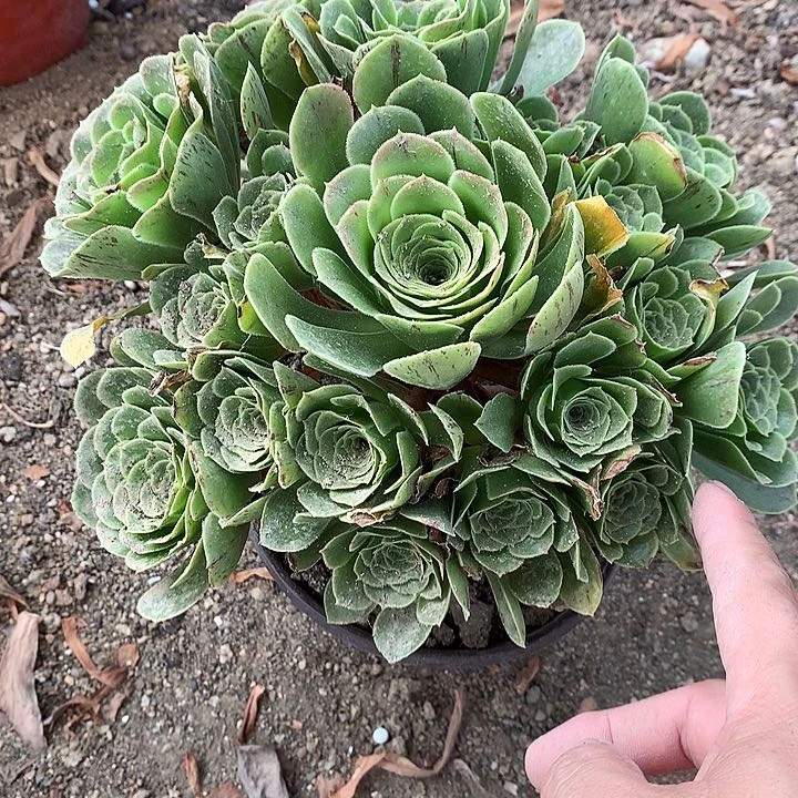 707翡翠玫瑰多肉植物