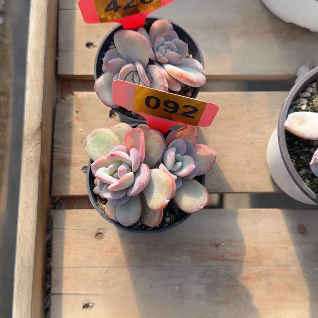 贩***光426 092号韩版奶茶两颗