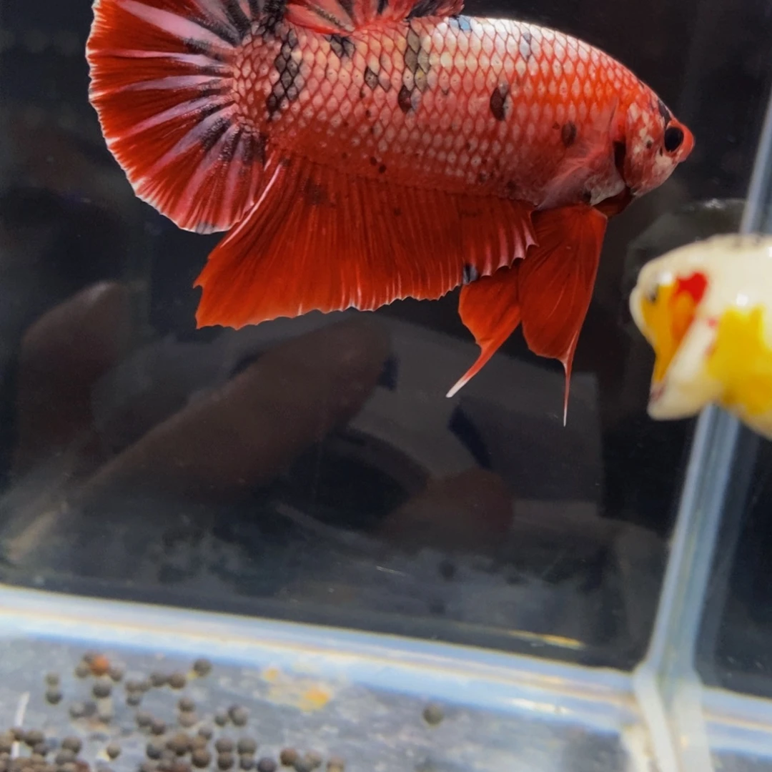 斗鱼195巨斗111111
