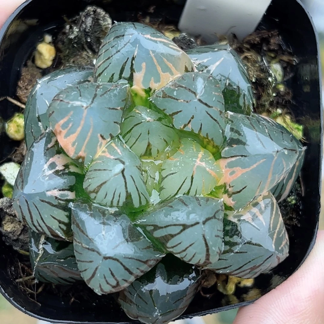 40大窗OM玉露锦福利专场