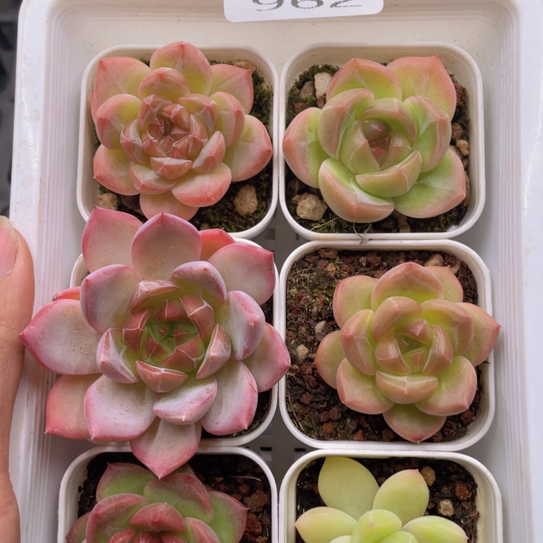 糕大上多肉植物962