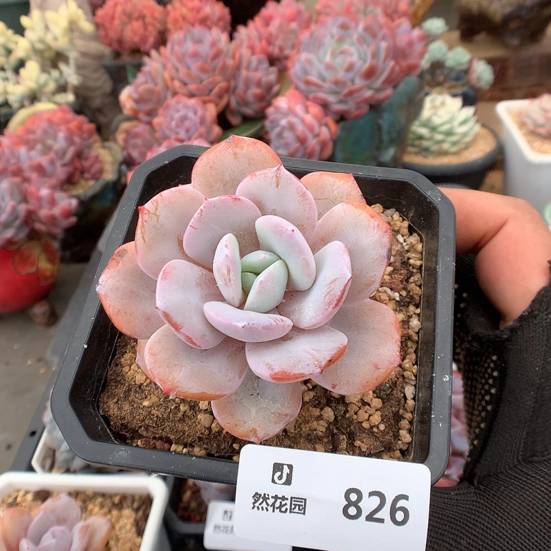 826奶茶多肉植物66666