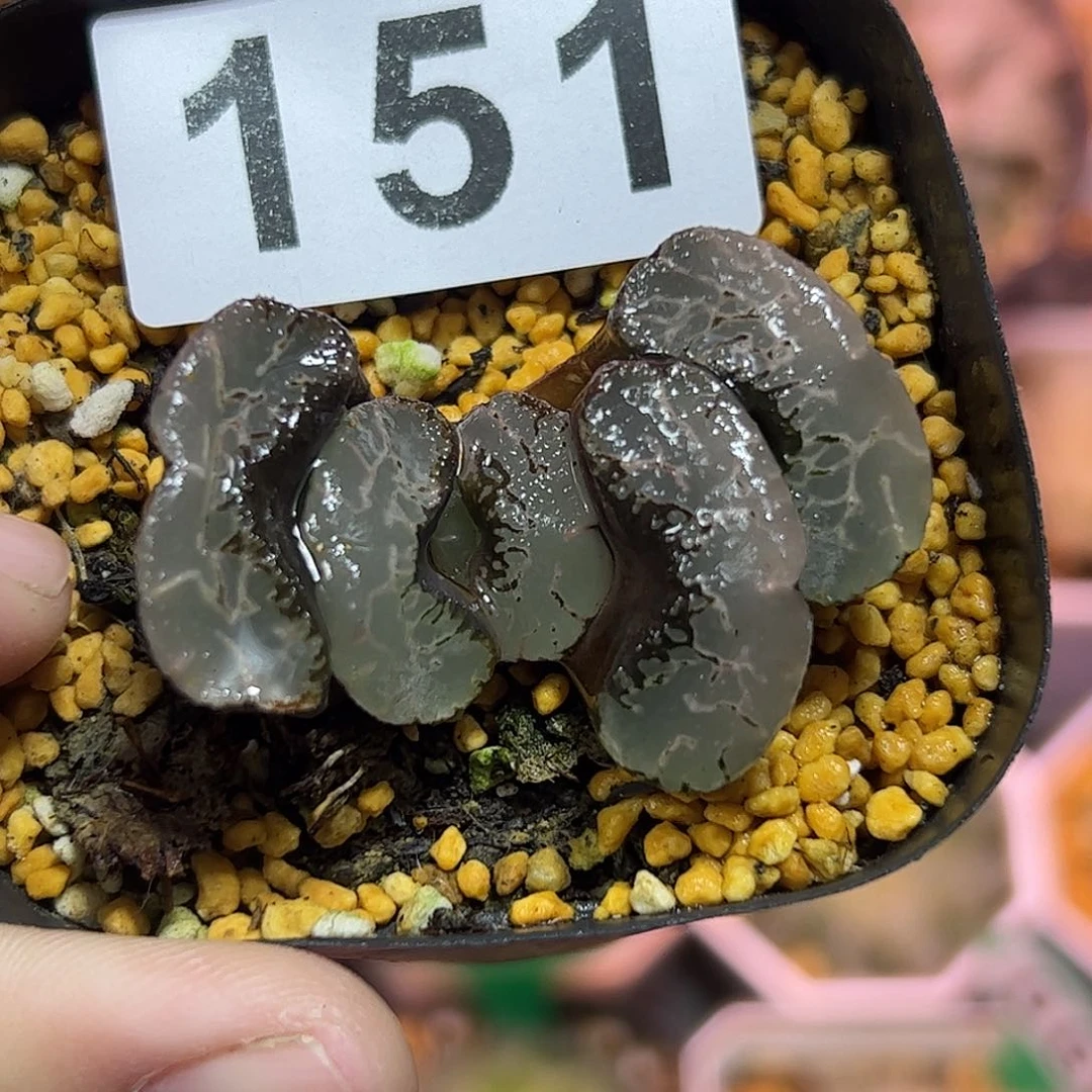 浮藻玉扇十二卷多肉植物