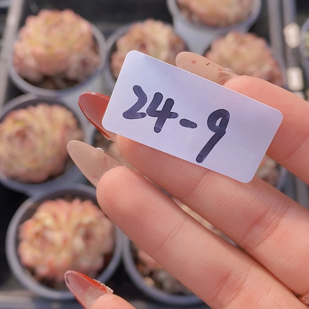 24-9-菩提福利一颗 量拍