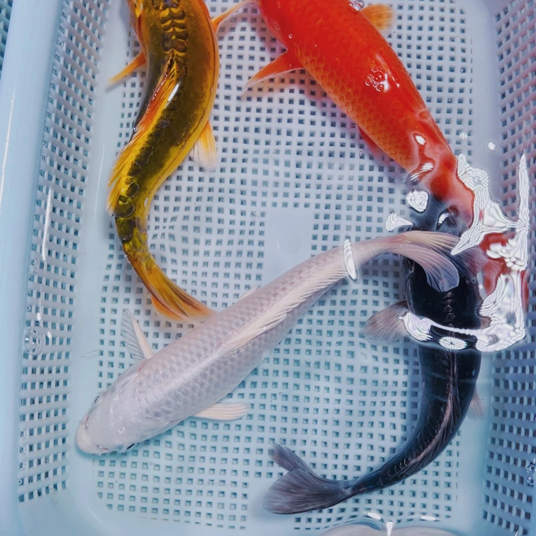 海水鱼锦鲤观赏鱼06