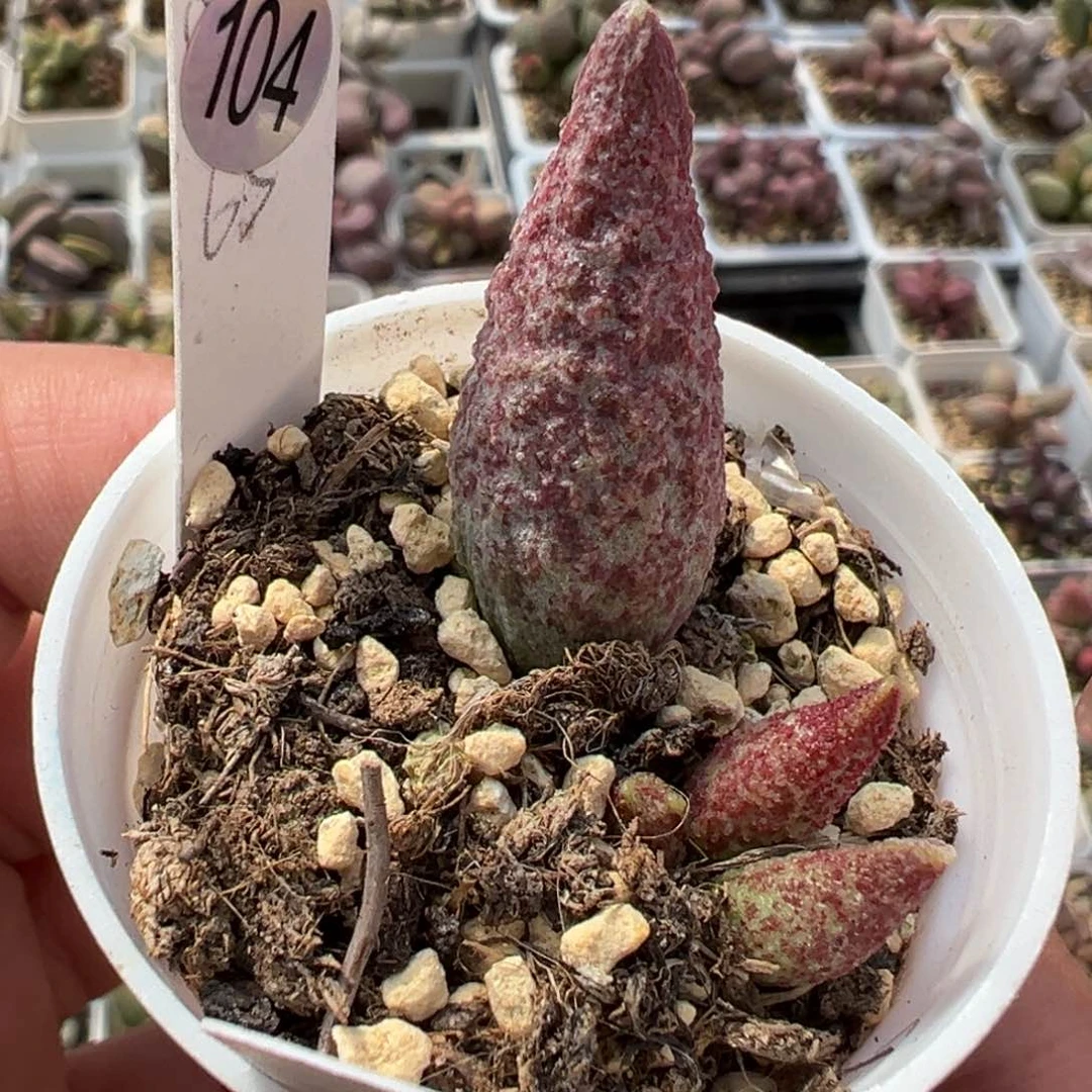 猪尾巴多肉植物水泡