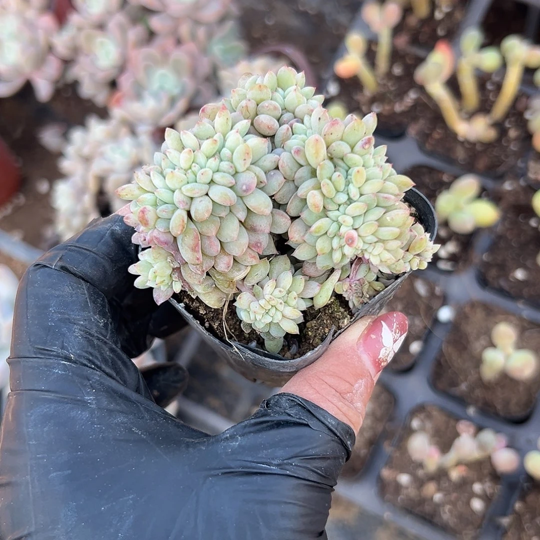 多肉植物多肉植物