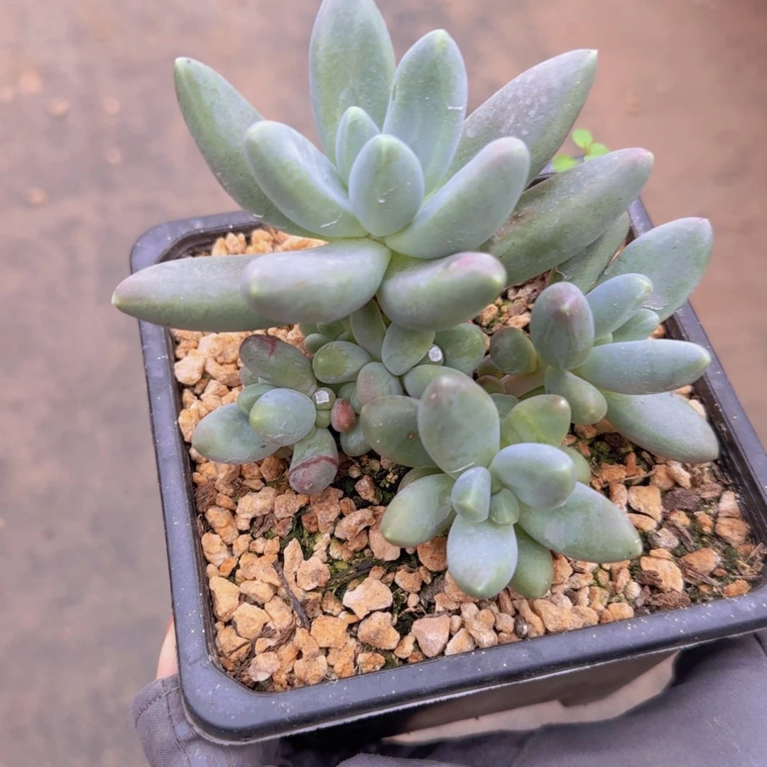 美**绽美颜初绽姐姐多肉植物
