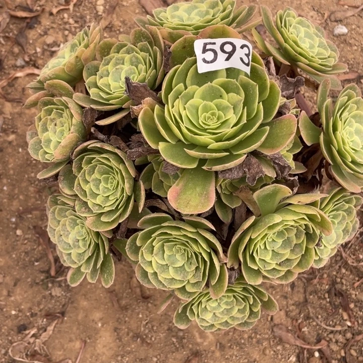无花朵593多肉植物奶白